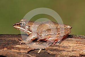 Female Wood Frog Rana sylvatica