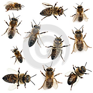 Female worker bee, Anthophora plumipes