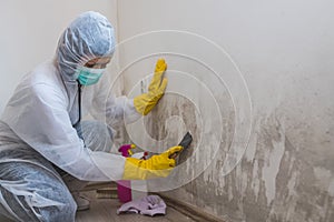 Female worker of cleaning service removes mold from wall using spray bottle with mold remediation chemicals and scraper tool
