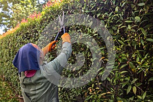 female worker cutting branches with scissors