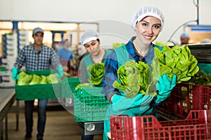 Female worker demonstrating ripe lettuce while sorting at a vegetable sorting factory