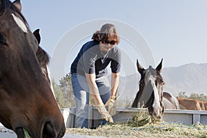 Female Worker Feeds Horses