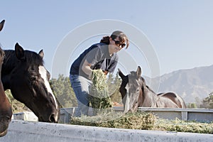 Female Worker Feeds Horses