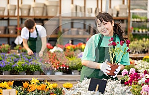 female worker in flower shop gets acquainted with assortment and carefully viewes Levkoy