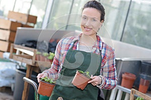 Female worker in garden center holding potted plants