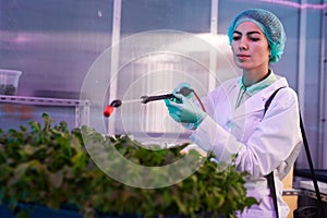 Female Worker Spray Fertilizing Plants