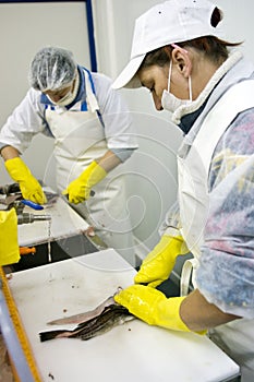 Female workers filleting fish photo