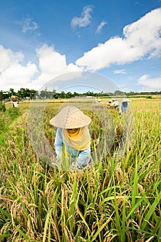 Harvesting rice