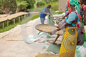 Female workers sorting through coffee cherries in region of Rwanda