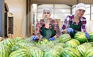 Female workers sorting watermelons on industrial line in fruit warehouse