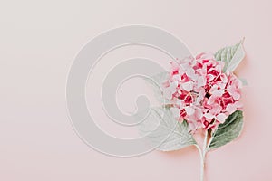 Female workspace with laptop, pink hydrangea, golden accessories, pink diary on pink background