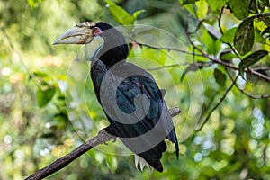Female Wreathed hornbill on a tree