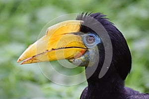 Female Wrinkled Hornbill