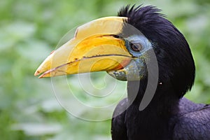 Female Wrinkled Hornbill