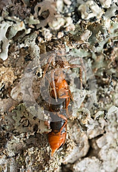 Female Xysticus audax with caught beetle, Hylecoetus dermestoides