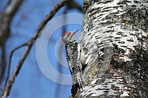 Female Yellow-bellied Sapsucker