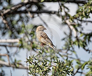 Female Yellow Canary