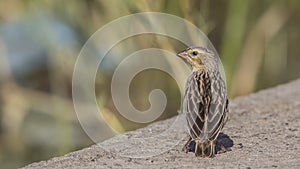 Female Yellow-crowned Bishop Back Detail