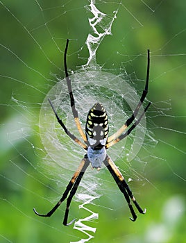 Female Yellow Garden Spider