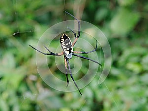 Female yellow garden spider