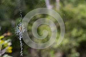 Female Yellow Garden Spider