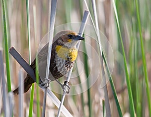 Female Yellow-headed Blackbird