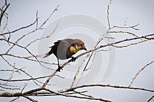 A female yellow-headed blackbird perches on a branch
