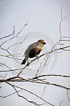 A female yellow-headed blackbird perches on a branch