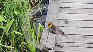 A female yellow headed blackbird resting on the boardwalk.  Burnaby BC Canada