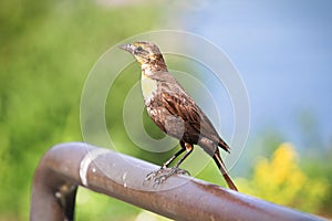 A female yellow-headed blackbird stands on a rail