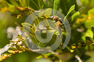 Female Yellow-Legged Meadowhawk Dragonfly, Closeup