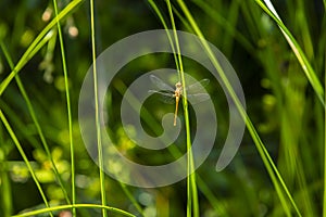 Female Yellow -Legged Meadowhawk Dragonfly on Grass