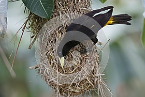 Female Yellow-rumped Cacique at its Hanging Nest - Panama photo