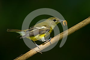 Female yellow-rumped flycatche