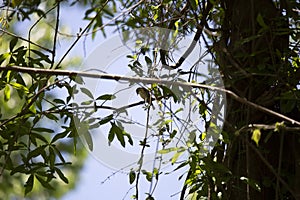 Female Yellow-Rumped Warbler