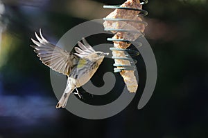 Female yellow-rumped warbler flying near a bird feeder. Setophaga coronata.