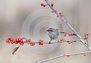 Female yellow-rumped warbler perched on a branch with red berries. Setophaga coronata.