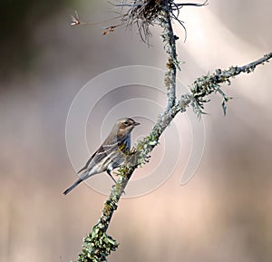 Female yellow-rumped warbler perched on a tree branch. Setophaga coronata.