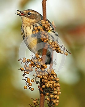 Female Yellow-Rumped Warbler With Seed