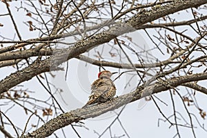 Female Yellow Shafted Flicker in a Tree