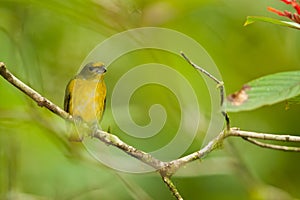 Female Yellow-Throated Euphonia