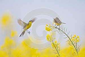 A female yellow wagtail perched with nest material in its beak on the blossom of a rapeseed field. With the male flying in front o