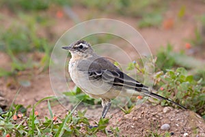 Female Yellow Wagtail stood on a bank