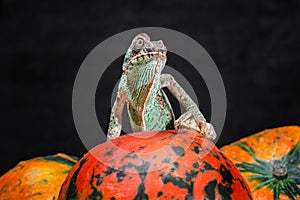 female Yemeni chameleon sits on a bright orange pumpkin