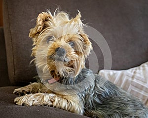 Female yorkshire dog posing on the sofa
