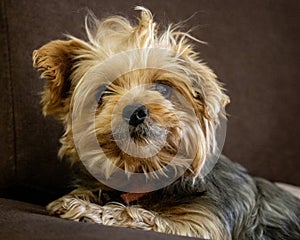 Female yorkshire dog posing on the sofa