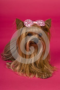 Female Yorkshire terrier dog