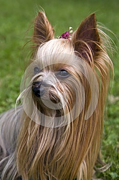 Female Yorkshire terrier dog