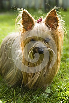 Female Yorkshire terrier dog