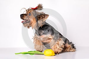 Female Yorkshire Terrier dog of age of 3 years with tulip flower. Studio shot on white isolated background. Concept for postcards